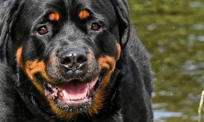 Bebé murió tras ser atacado por perros de la familia