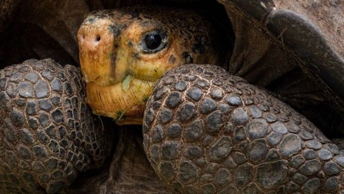 Leonardo DiCaprio promete $45 millones para Islas Galápagos