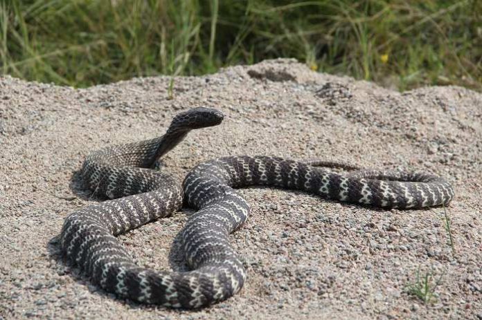 Una cobra venenosa anda suelta en el vecindario