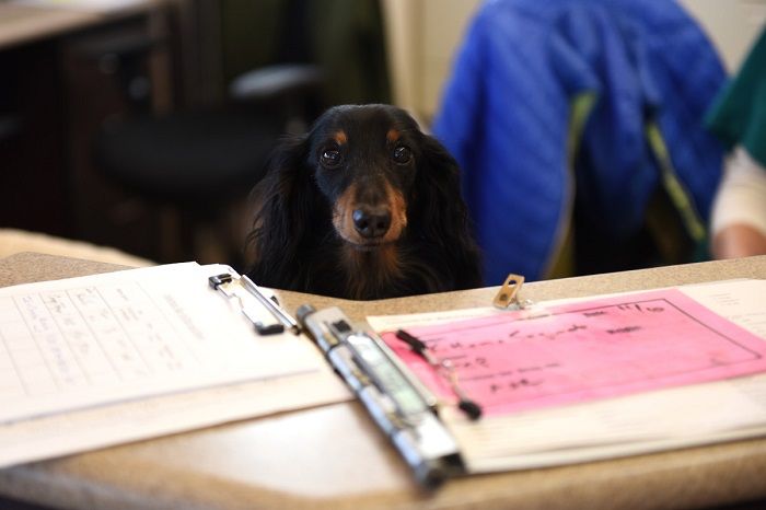 ¿Llevarías tu perro al trabajo? Hacerlo tiene sus beneficios