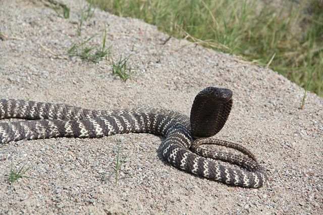 Atrapada cobra venenosa en Raleigh