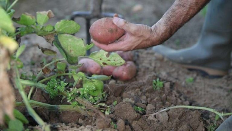 California podría financiar alimentos a inmigrantes indocumentados