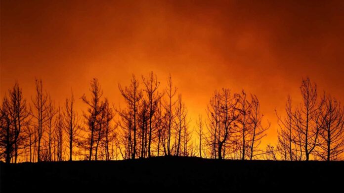 Decenas de incendios forestales en Turquía