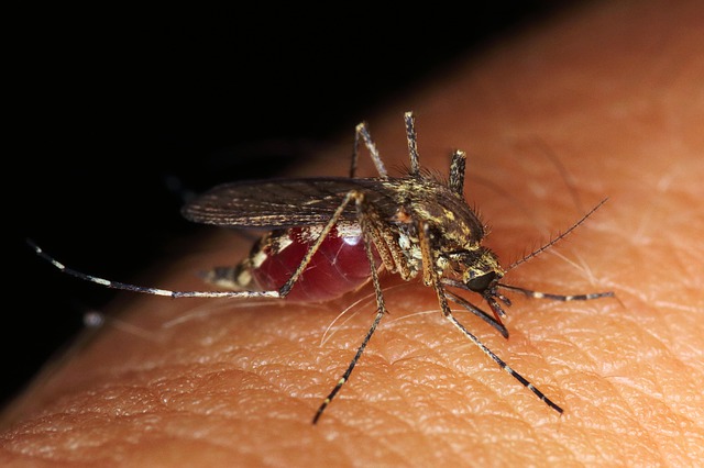 Detectado virus del Nilo Occidental en un mosquito en Charlotte