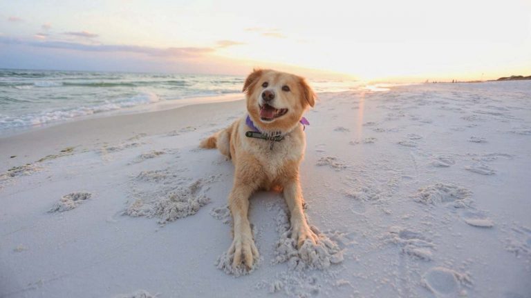 Día Mundial del Perro: 21 de julio