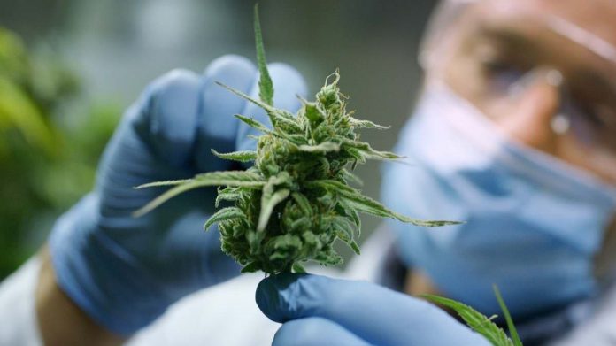 Legalización de Marihuana Medicinal avanza en Carolina del Norte