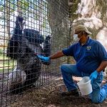 North Carolina Zoo no puede reabrir exhibiciones