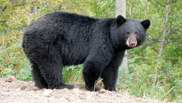 Un hombre enfrente cargos por matar a un oso en el patio de su vecino