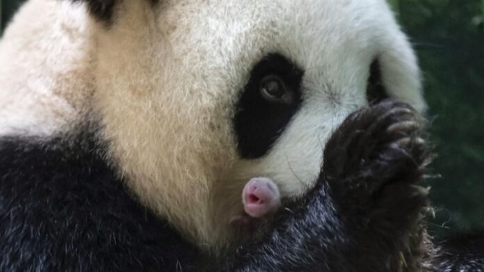 Huan Huan dio a luz a gemelos Panda en Francia