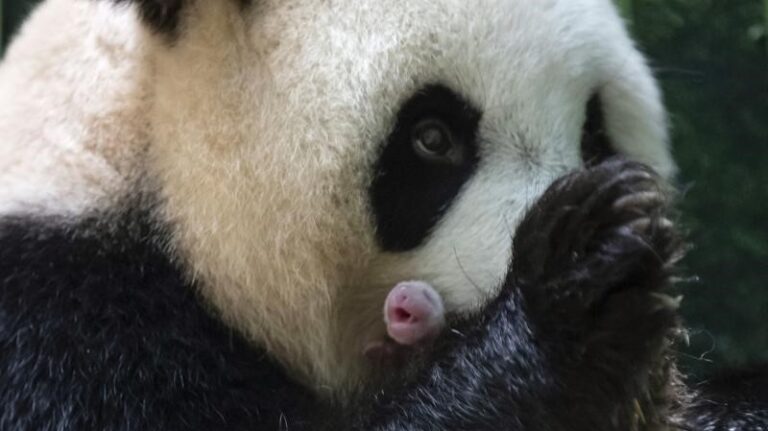 Huan Huan dio a luz a gemelos Panda en Francia