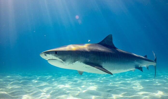 Tiburón atacó a un bañista en playa de NC