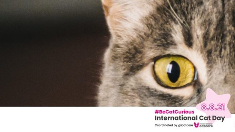 Tiene un gato y ¿no conoce el esquema de vacunación?