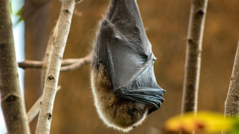 Virus de Marburgo: OMS confirma primer fallecido en África Occidental