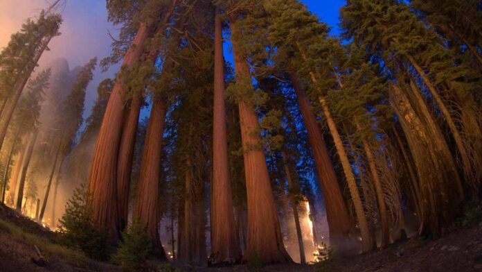 Miles de bomberos tratan de proteger a las Sequoia del fuego