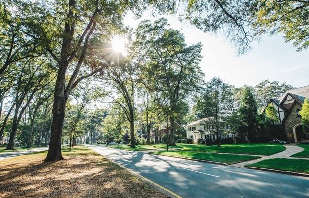 ¡Participa! El futuro de los árboles en Charlotte en una discusión virtual