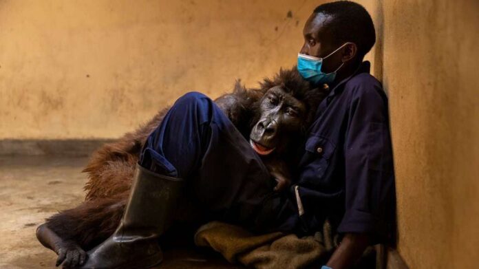 Falleció Ndakasi la famosa gorila del selfie con su cuidador