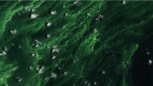 Lago de Maracaibo. Presencia de algas marinas