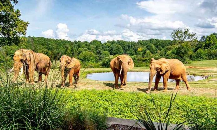 North Carolina Zoo recibe el mayor premio de sostenibilidad