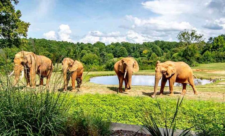 North Carolina Zoo recibe el mayor premio de sostenibilidad