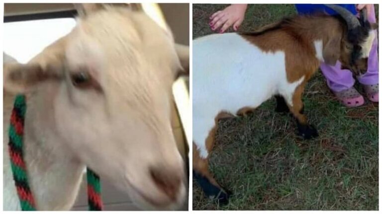 Mataron a tiros a pollos y cabras en una escuela secundaria