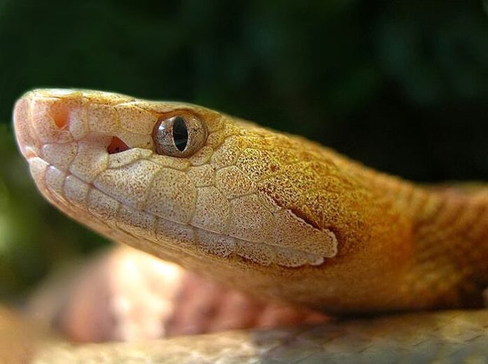 Serpiente venenosa responsable de más mordeduras está en NC