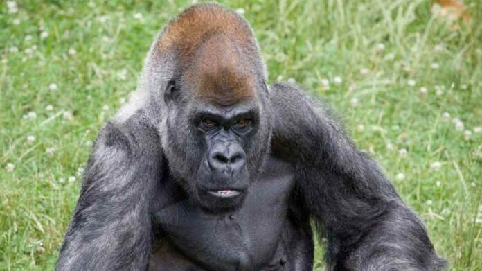 Falleció Ozzie el gorila macho más viejo del mundo