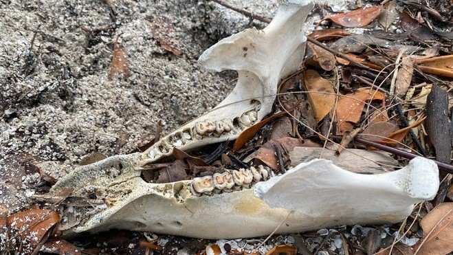 Población de manatíes en Florida corre peligro