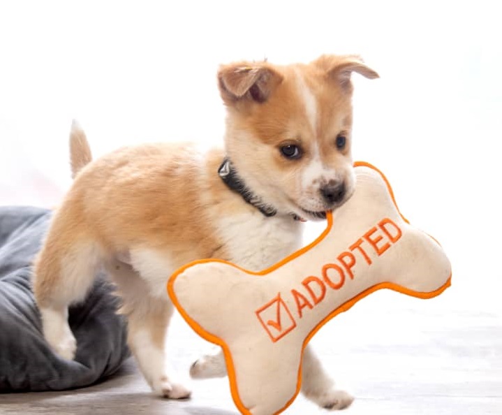 Abre tu corazón en el mes del amor y adopta una mascota