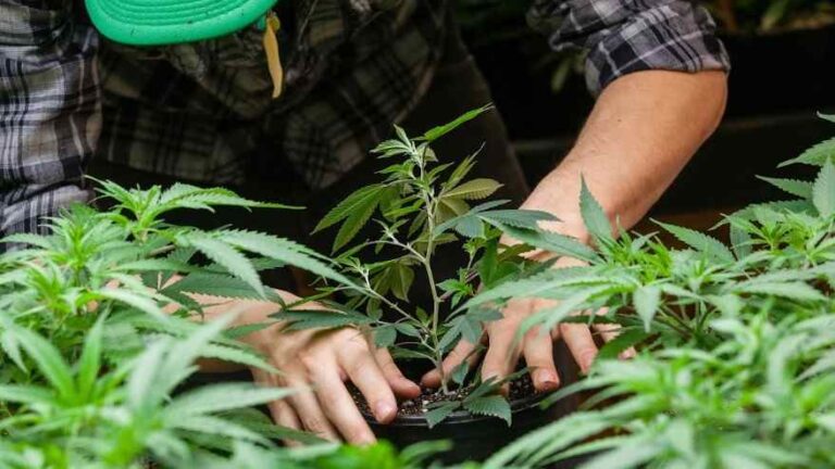 Nueva York firmó avances con respecto a la marihuana