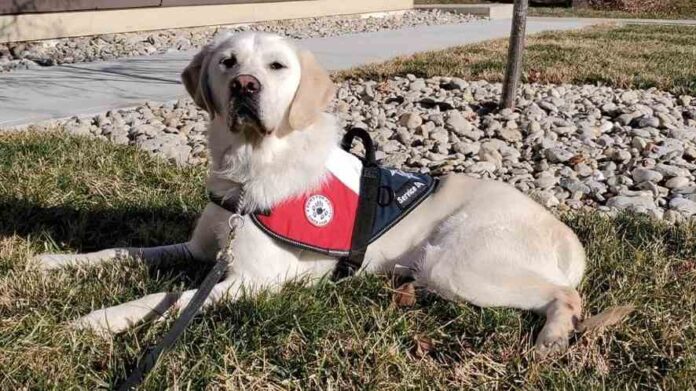 Perros de servicio un demandado mercado salvaje y fraudulento