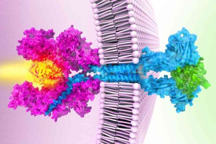 20 años para resover enigma de proteína clave