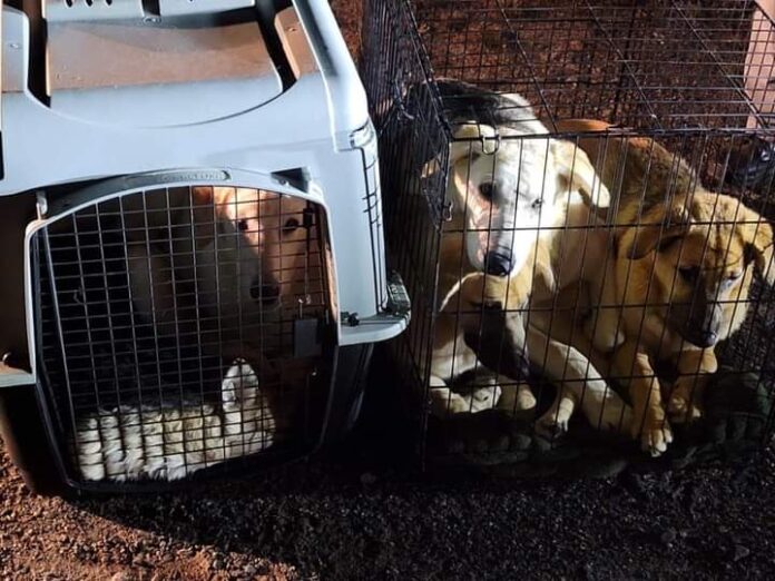 Abandonaron animales dentro de jaulas en una carretera