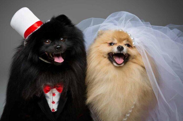 Boda masiva de perros intenta romper Récord Guinness