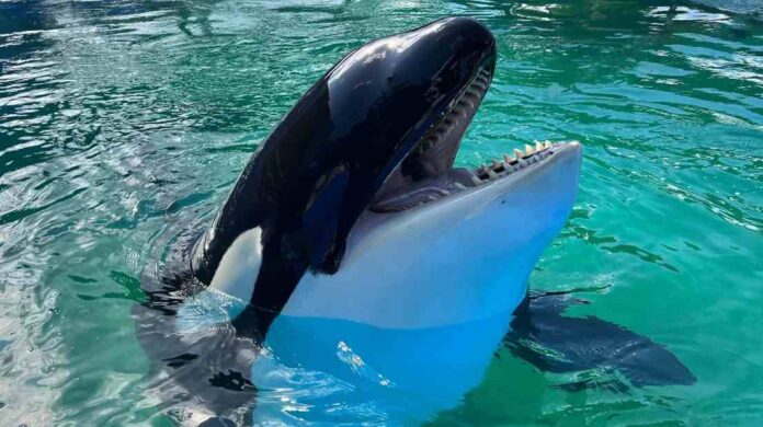 El destino de la orca Lolita después de 50 años en el Miami Seaquarium