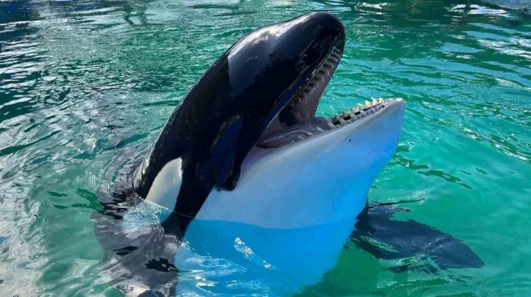 El destino de la orca Lolita después de 50 años en el Miami Seaquarium