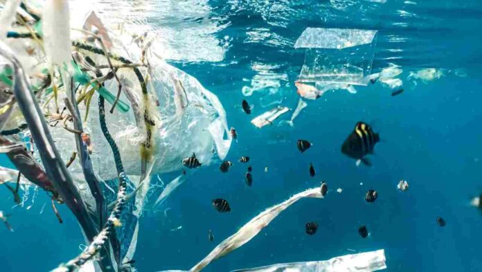 Los plásticos y las especies invasoras en los océanos
