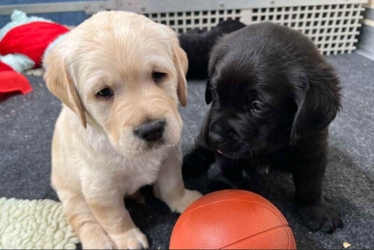National Puppy Day y las formas de celebrarlo