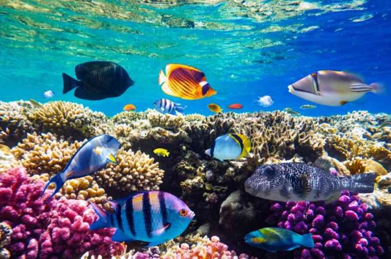Arrecifes de coral del Mar Caribe impactados por el calentamiento global