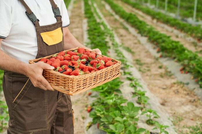 Granjas para recoger fresas