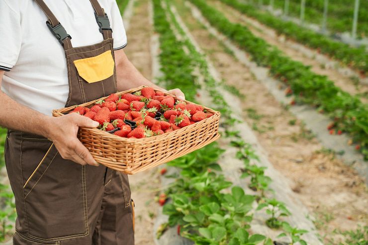 ¡Fresquitas! Granjas para recoger fresas
