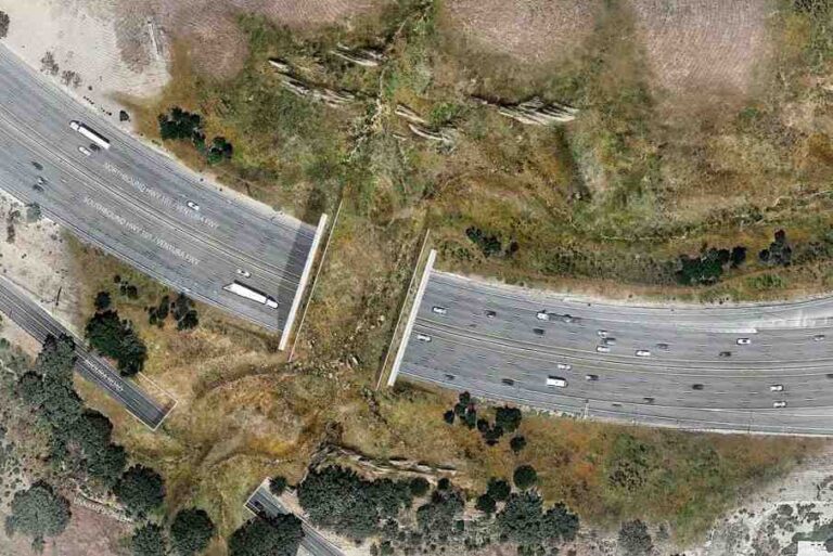 Inició construcción del puente silvestre «más grande del mundo»
