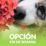 OPCION-FIN-DE-SEMANA-1