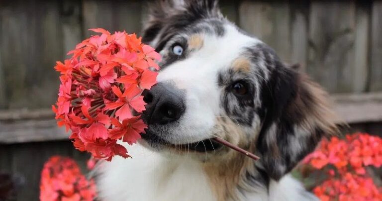 Opción fin de semana: Diviértete y pinta tu mascota