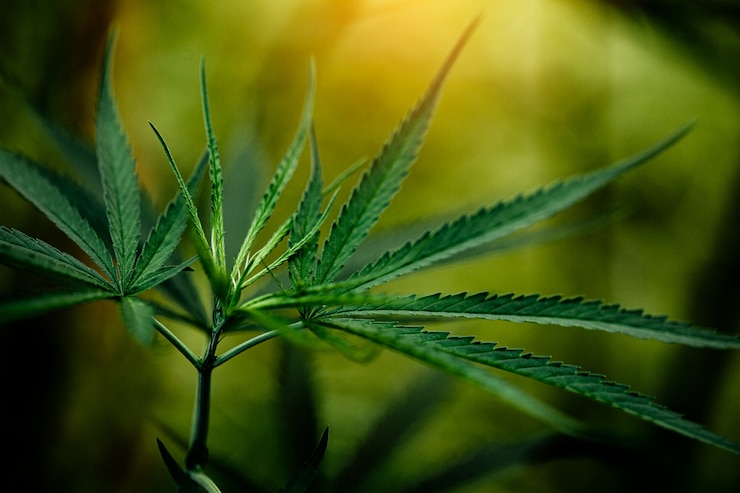 Marihuana medicinal en NC, ¿qué dice el Senado?
