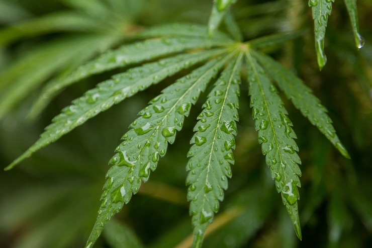 Senado aprobó proyecto de marihuana medicinal