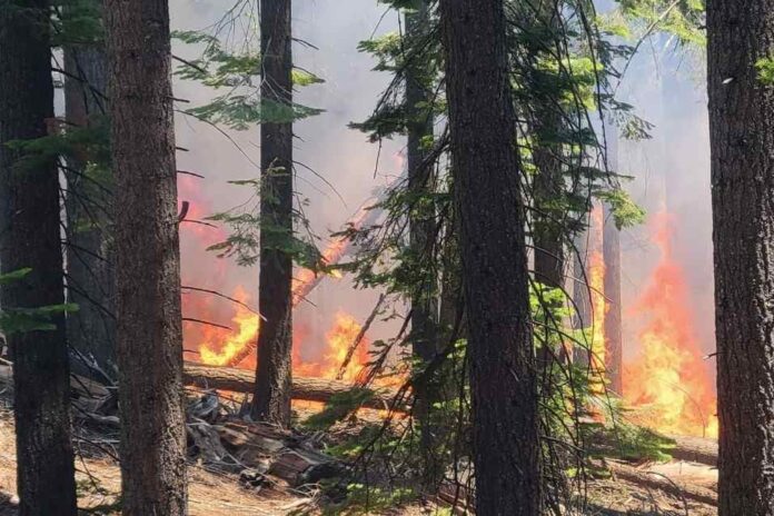 Incendio Washburn amenaza las secuoyas de Yosemite