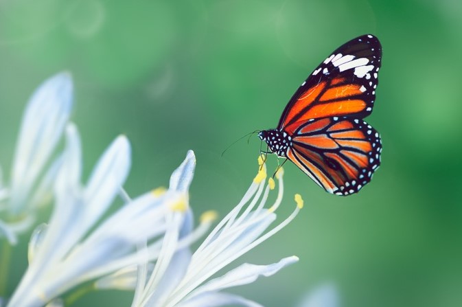 La WWF consideró a la Mariposa Monarca en la Lista Roja de Especies Amenazadas