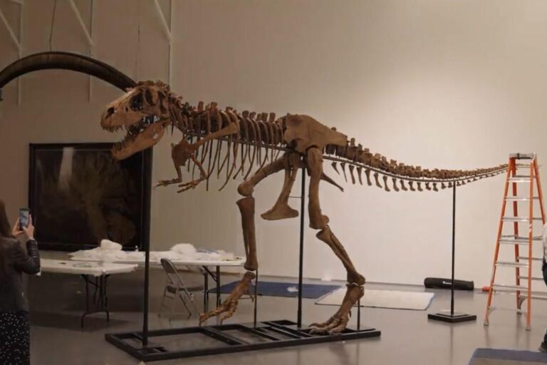 Sotheby’s subastará el esqueleto de un dinosaurio de 77 millones de años