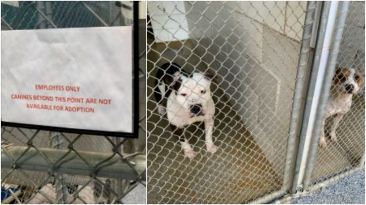 Refugio de animales de CMPD en crisis