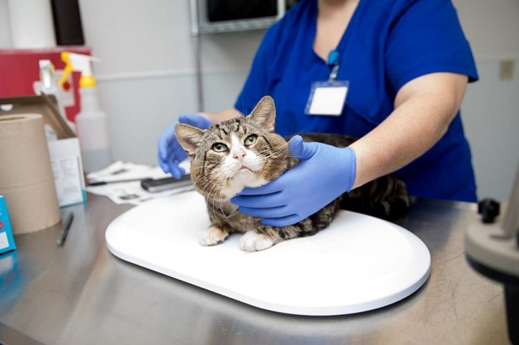 Virus mortal ataca a gatos en refugios